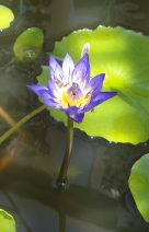 BlumeimWasser (Foto)