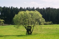 Baum (Foto)